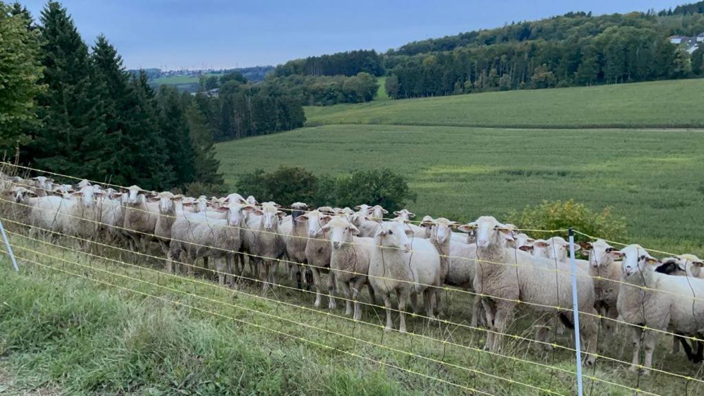 Deine-Eifel-Ferienwohnung Feusdorf Ngoại thất bức ảnh